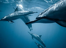 乐鱼体育登录-美洲杯冠军赛今晚打响，精彩比赛即将上演，美洲杯赛2021